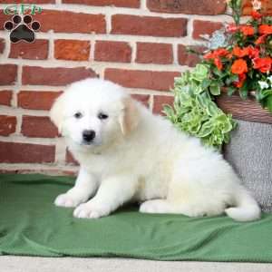 Summer, Great Pyrenees Puppy